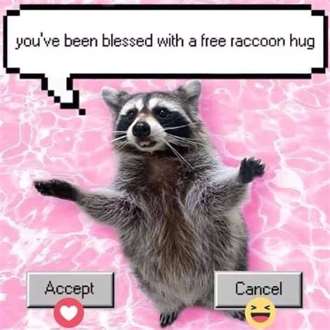 racoon meme|raccoon memes wholesome.